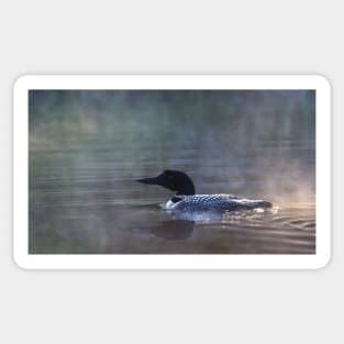 Common Loon - Wilson Lake Sticker